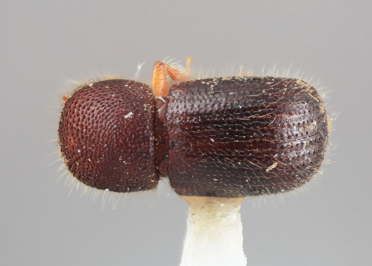 Genus / Species: Ambrosiodmus alexae | Image Author: SM Smith | Location: Venezuela, Bolivar, El Palmar, 30 km E | Image Type: holotype | Collection: Entomology