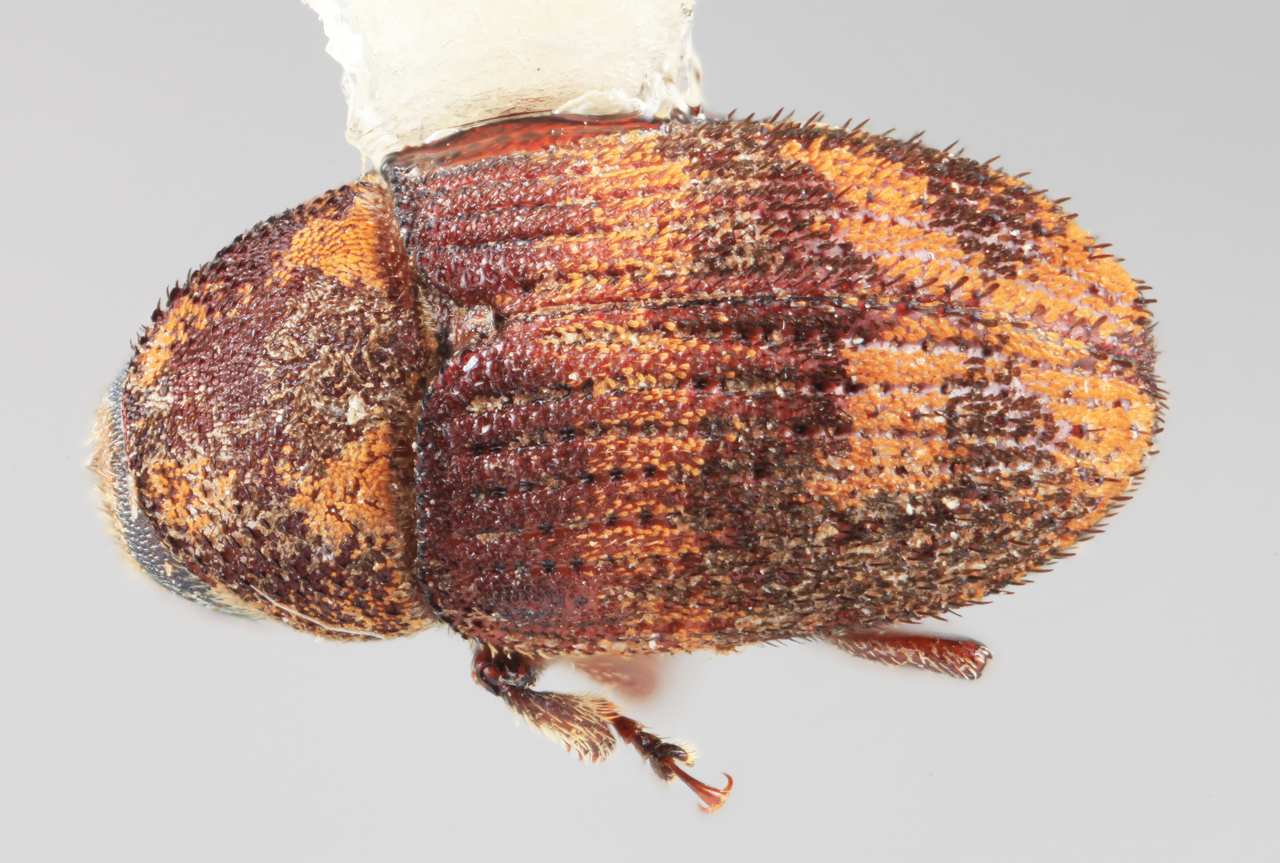 Genus / Species: Hylesinus aztecus | Image Author: SM Smith | Location: México, México, Chapingo | Image Type: holotype | Collection: Entomology