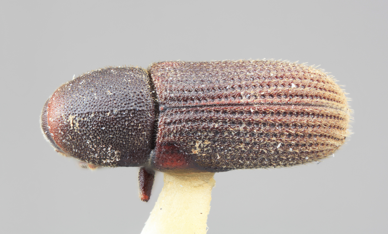 Genus / Species: Hylurgops reticulatus | Image Author: SM Smith | Location: United States, California, Summit Lake | Image Type: holotype | Collection: Entomology