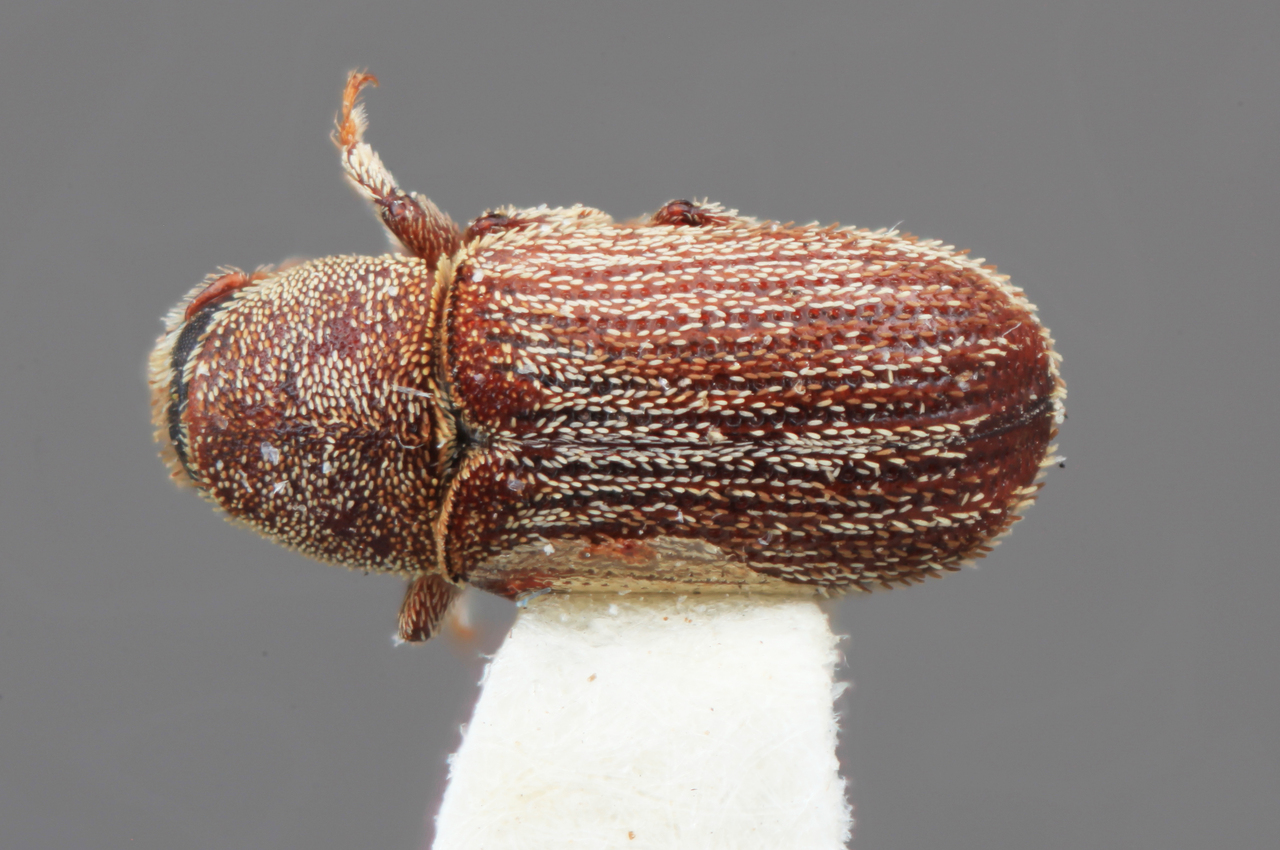 Genus / Species: Xylechinus aconcaguensis | Image Author: SM Smith | Location: Chile, Valparaíso (V), Zapallar, 10 km SE | Image Type: holotype | Collection: Entomology