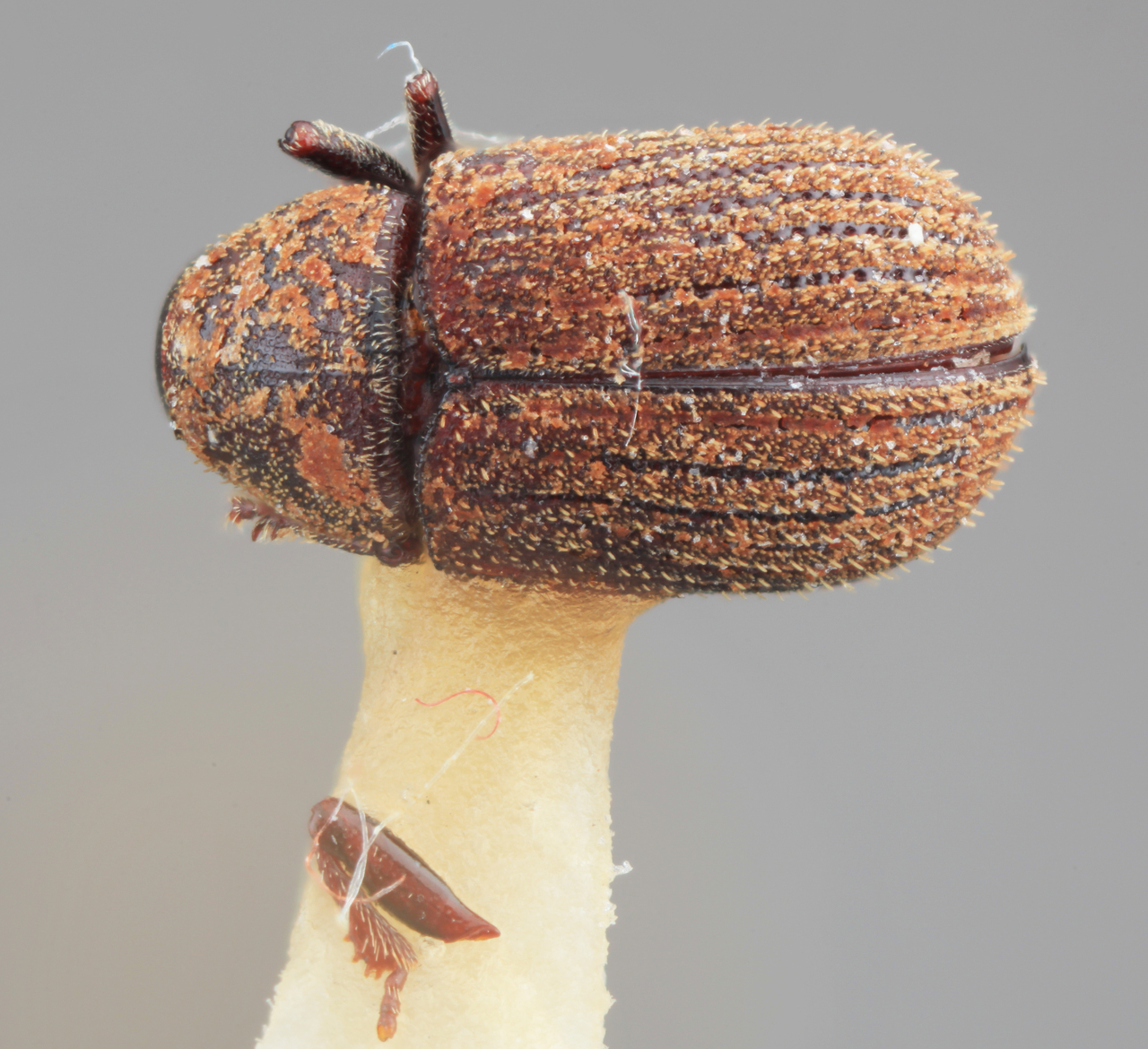 Genus / Species: Chaetoptelius opimus | Image Author: SM Smith | Location: Indonesia, Irian Jaya, Pak Pak on S. coast Bombarai, Vogelkop | Image Type: holotype | Collection: Entomology