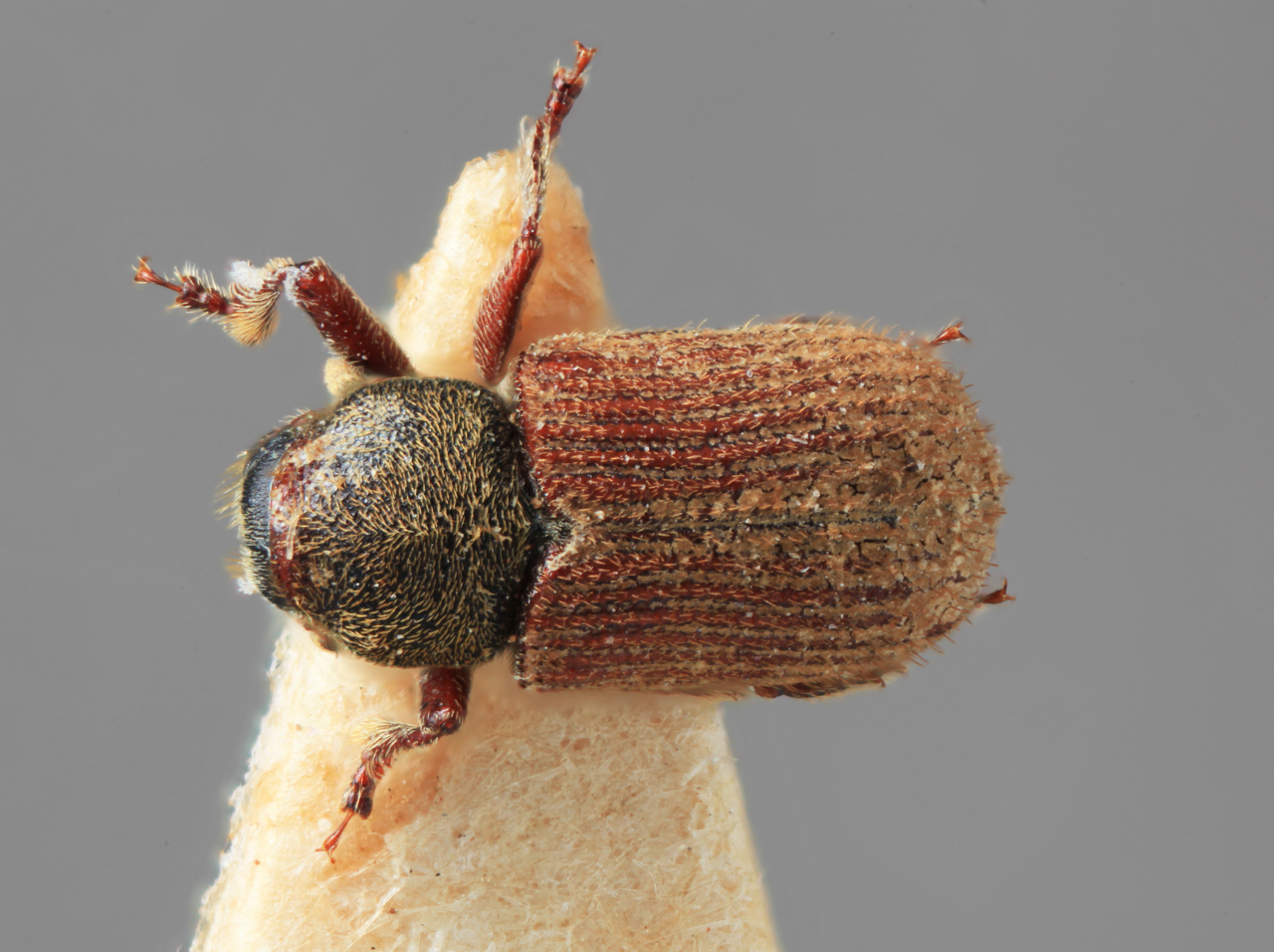 Genus / Species: Pseudoxylechinus indicus | Image Author: SM Smith | Location: India, West Bengal, Rangirum, Darjeeling | Image Type: holotype | Collection: Forest Research Institute