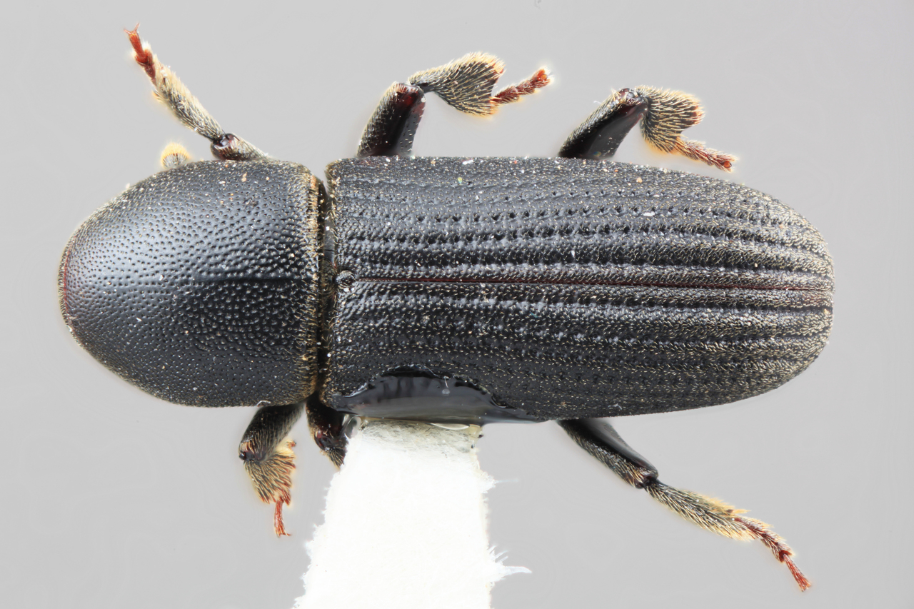 Genus / Species: Hylastes retifer | Image Author: SM Smith | Location: México, México, Carr.  México-Toluca, km 54 | Image Type: holotype | Collection: Entomology