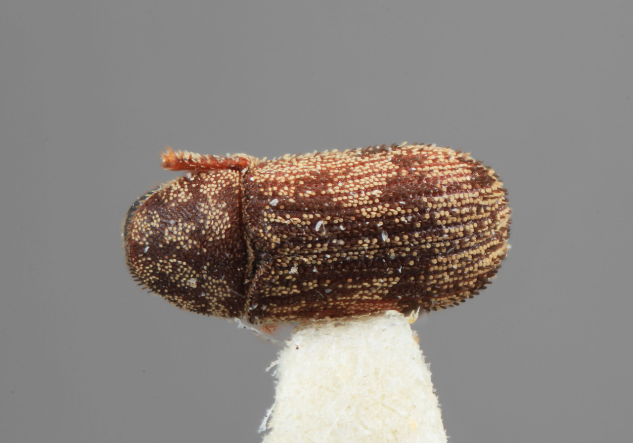 Genus / Species: Xylechinus declivis | Image Author: SM Smith | Location: Chile, Santiago (RM), Rungue, 18 km W | Image Type: holotype | Collection: Entomology