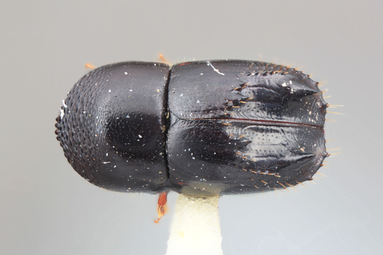 Genus / Species: Taurodemus bicornutus | Image Author: SM Smith | Location: Venezuela, Barinas, Miri, 17 km SE  | Image Type: holotype | Collection: Entomology