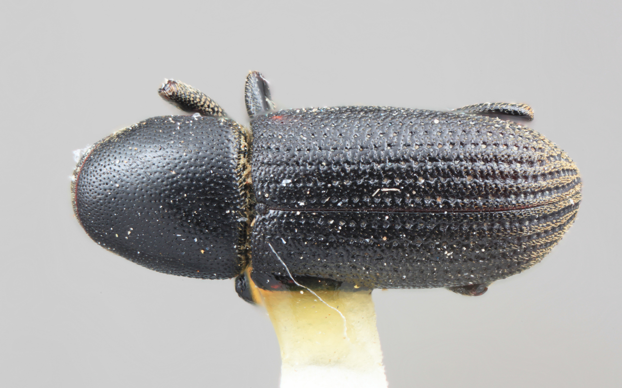 Genus / Species: Hylastes mexicanus | Image Author: SM Smith | Location: México, México, Toluca, 62 km W | Image Type: holotype | Collection: Entomology