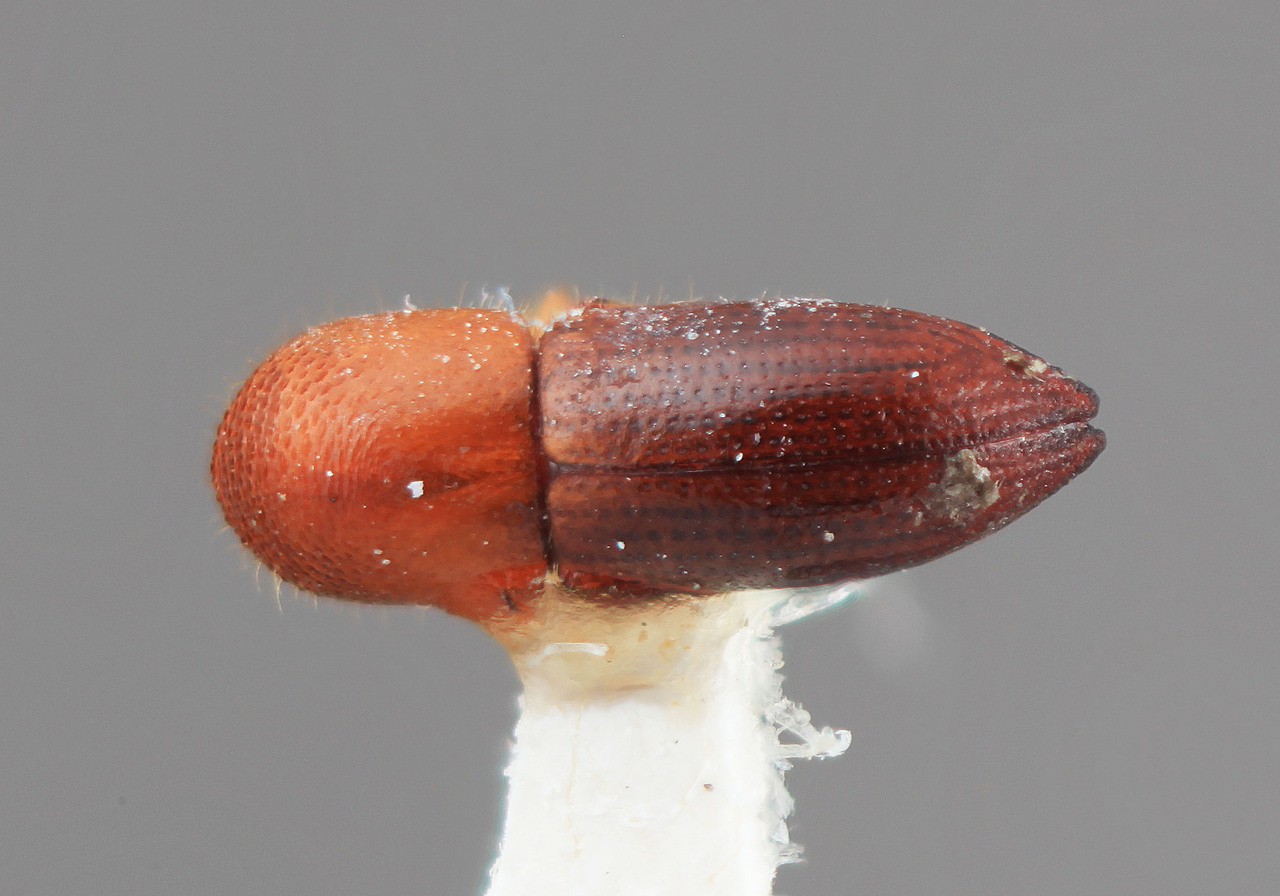 Genus / Species: Coptoborus exutus | Image Author: SM Smith | Location: Costa Rica, Cartago, Turrialba | Image Type: holotype | Collection: Entomology