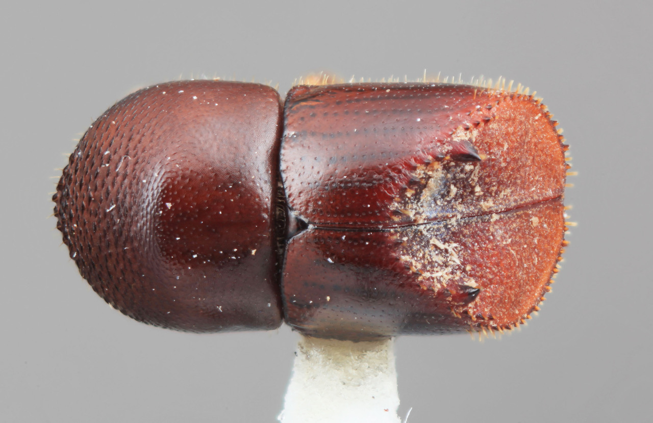 Genus / Species: Taurodemus varulus | Image Author: SM Smith | Location: Venezuela, Mérida, El Vigia, 13 km SW | Image Type: holotype | Collection: Entomology