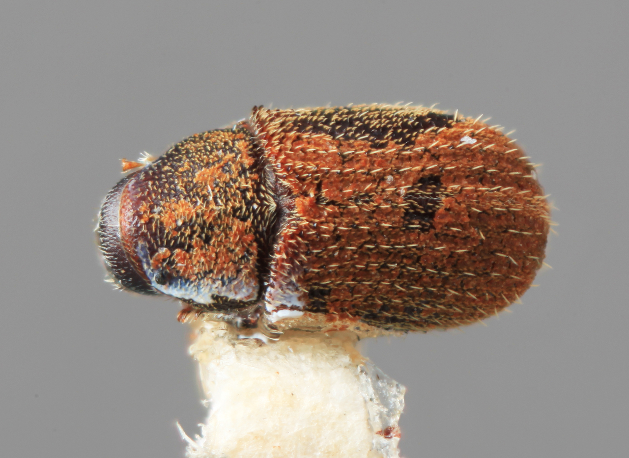 Genus / Species: Pseudoxylechinus sinensis | Image Author: SM Smith | Location: China, Yunnan, Lihiang | Image Type: holotype | Collection: Institute of Zoology