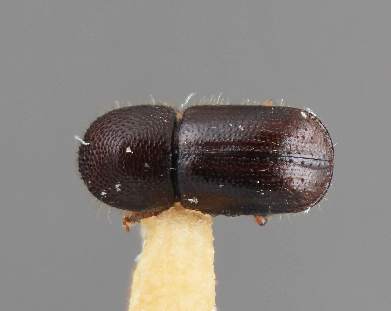 Genus / Species: Ambrosiodmus paucus | Image Author: SM Smith | Location: Costa Rica, Puntarenas, Isla del Coco | Image Type: holotype | Collection: Entomology
