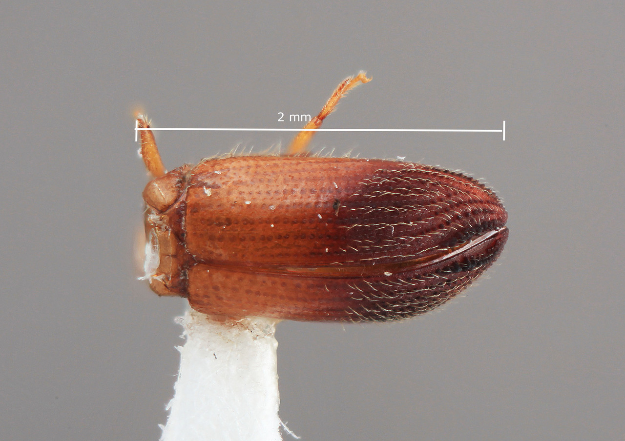 Genus / Species: Dryocoetoides verrucosus | Image Author: SM Smith | Location: Venezuela, Bolivar, El Palmar, 30 km E | Image Type: holotype | Collection: Entomology