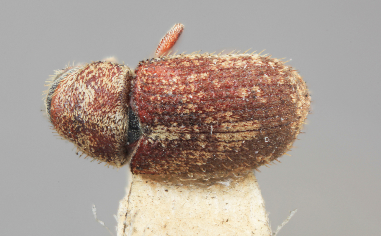 Genus / Species: Pseudohylesinus pini | Image Author: SM Smith | Location: United States, California, Pacific Grove | Image Type: holotype | Collection: Entomology