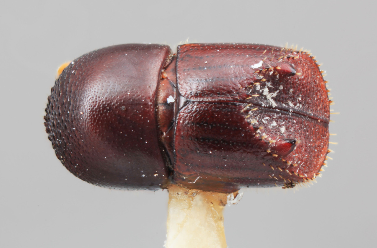 Genus / Species: Taurodemus pandulus | Image Author: SM Smith | Location: Panamá, Panamá, Ft. Clayton | Image Type: holotype | Collection: Entomology