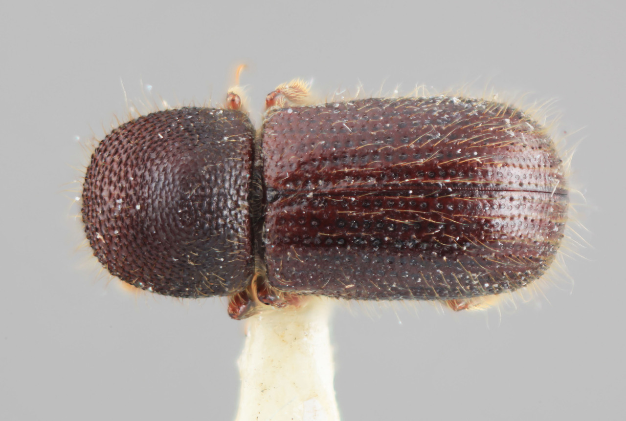 Genus / Species: Ambrosiodmus rusticus | Image Author: SM Smith | Location: México, Puebla, Teziutlan, 10 km NE | Image Type: holotype | Collection: Entomology