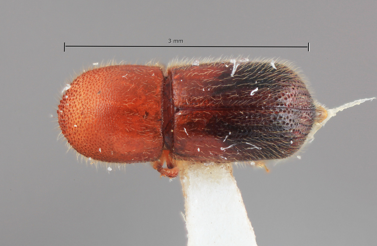 Genus / Species: Dryocoetoides velutinus | Image Author: SM Smith | Location: Venezuela, Bolivar, El Palmar, 30 km E | Image Type: holotype | Collection: Entomology