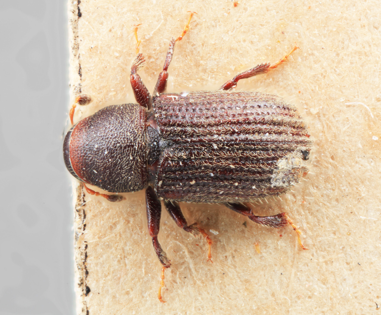 Genus / Species: Xylechinus padus | Image Author: SM Smith | Location: india, Uttar Pradesh, Mundali, Chakrata | Image Type: holotype | Collection: Forest Research Institute