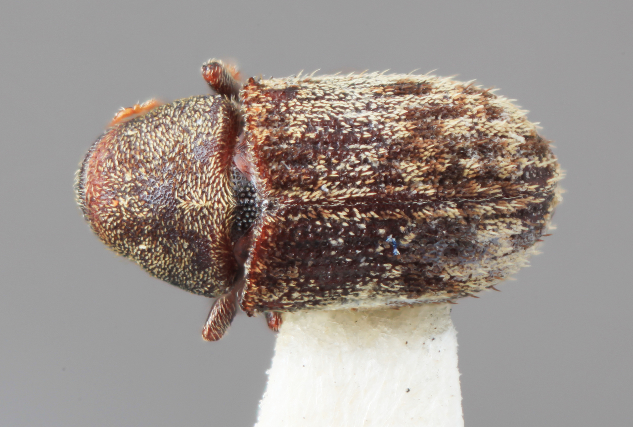 Genus / Species: Pseudoxylechinus tibetensis | Image Author: SM Smith | Location: China, Xizang (Tibet), Zayu | Image Type: holotype | Collection: Institute of Zoology