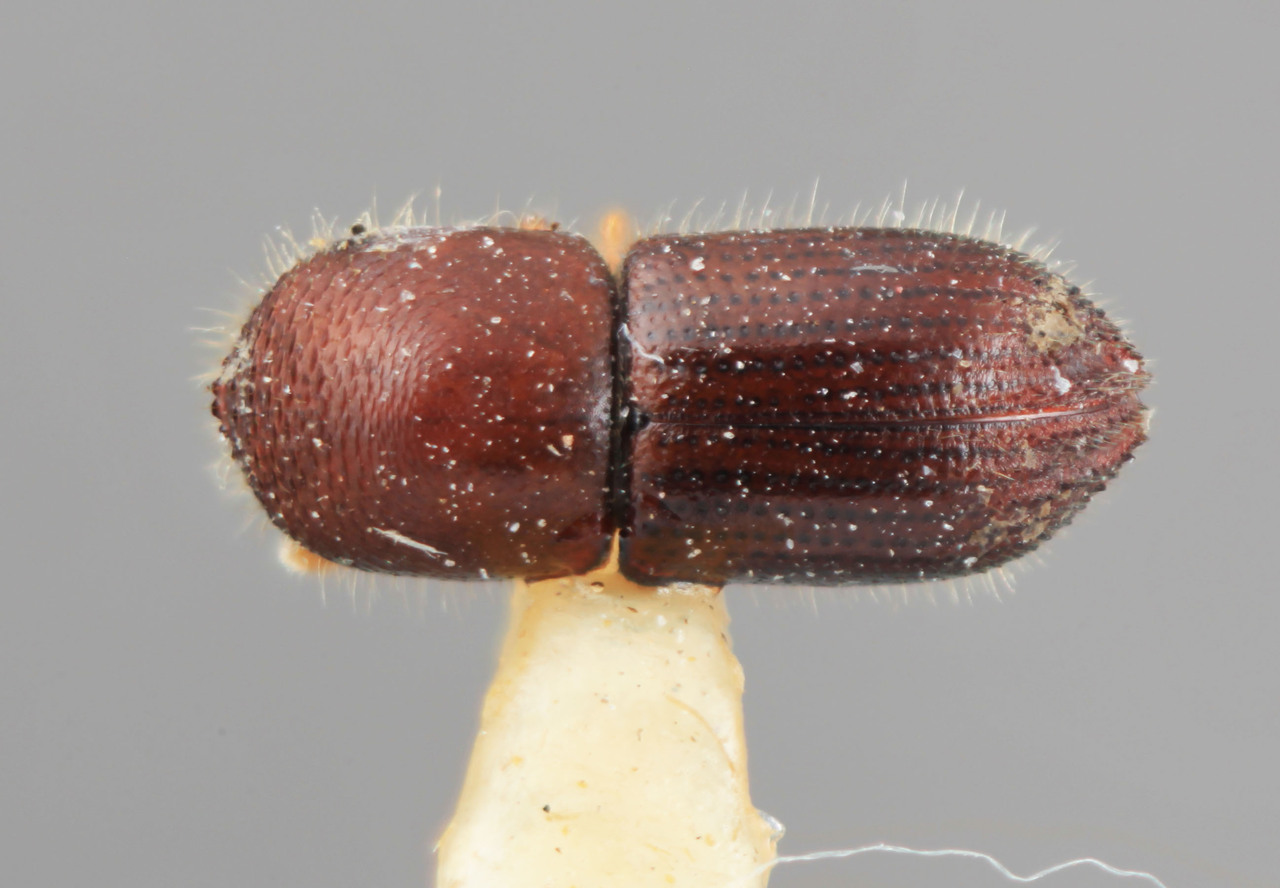 Genus / Species: Coptoborus incultus | Image Author: SM Smith | Location: Panamá, Panamá, Ft. Clayton | Image Type: holotype | Collection: Entomology