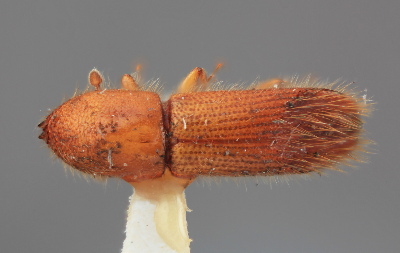 Genus / Species: Sampsonius usurpatus | Image Author: SM Smith | Location: Costa Rica, Cartago, Turrialba | Image Type: holotype | Collection: Entomology