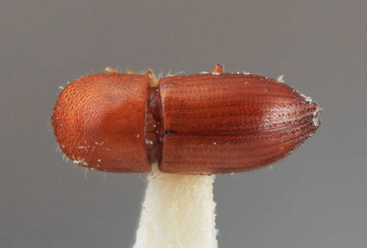 Genus / Species: Coptoborus carumbensis | Image Author: SM Smith | Location: Paraguay, San Pedro, Carumba | Image Type: holotype | Collection: Entomology