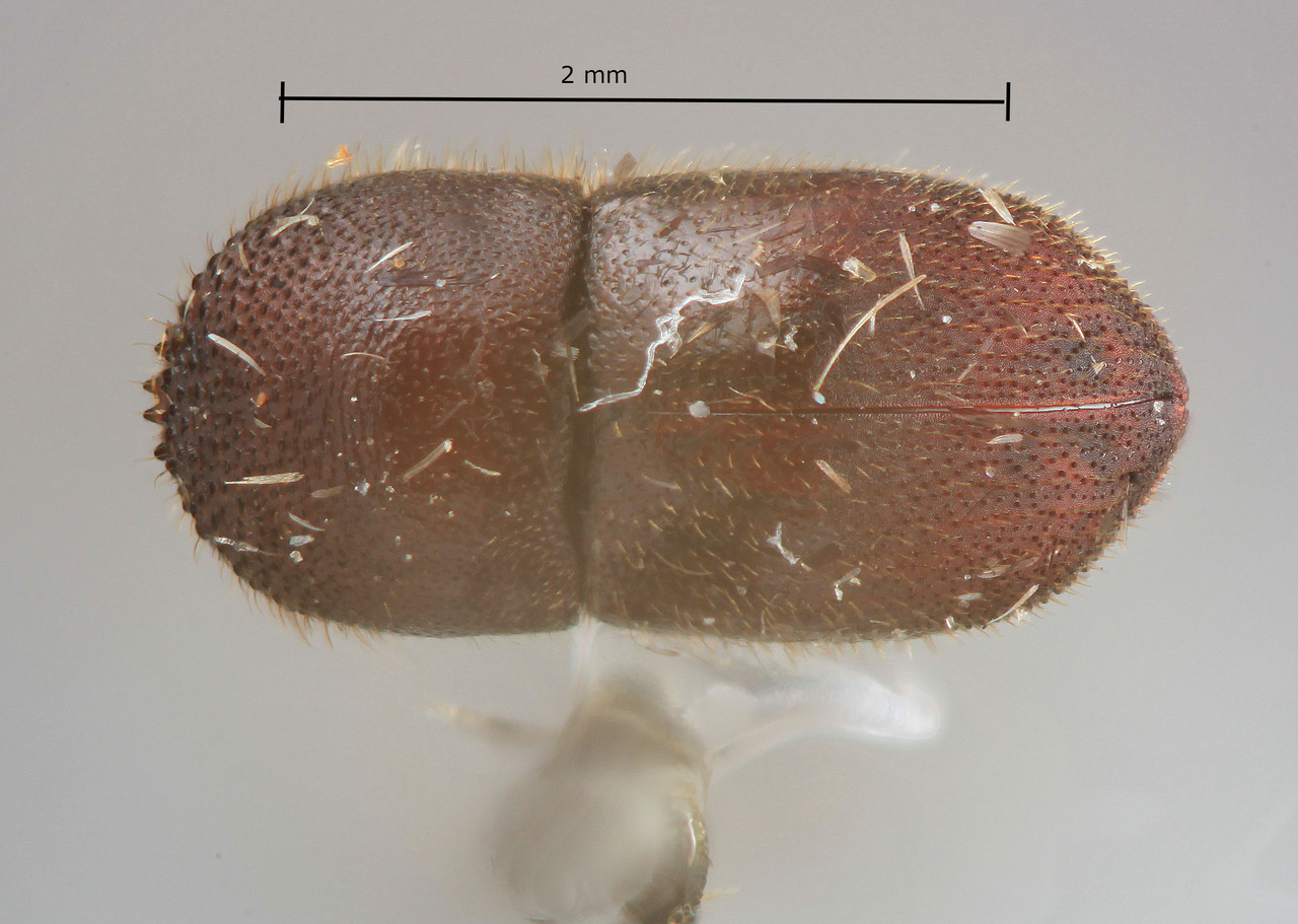 Genus / Species: Dryocoetoides versutus | Image Author: SM Smith | Location: Ecuador, Napo, Misahualli | Image Type: holotype | Collection: Entomology