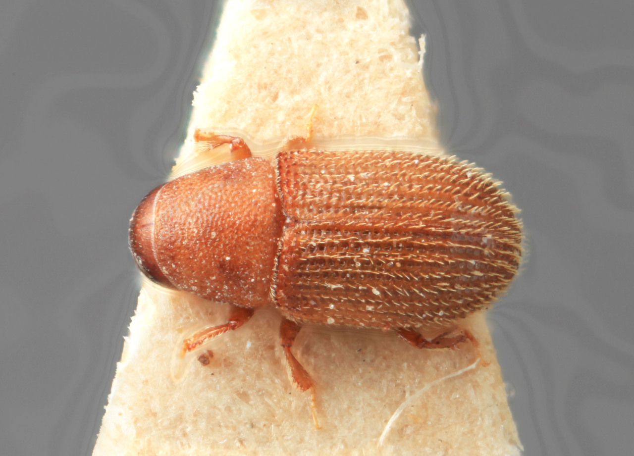 Genus / Species: Xylechinus ougeniae | Image Author: SM Smith | Location: india, Uttarakhand, Dehra Dun, Asan R. | Image Type: holotype | Collection: Forest Research Institute