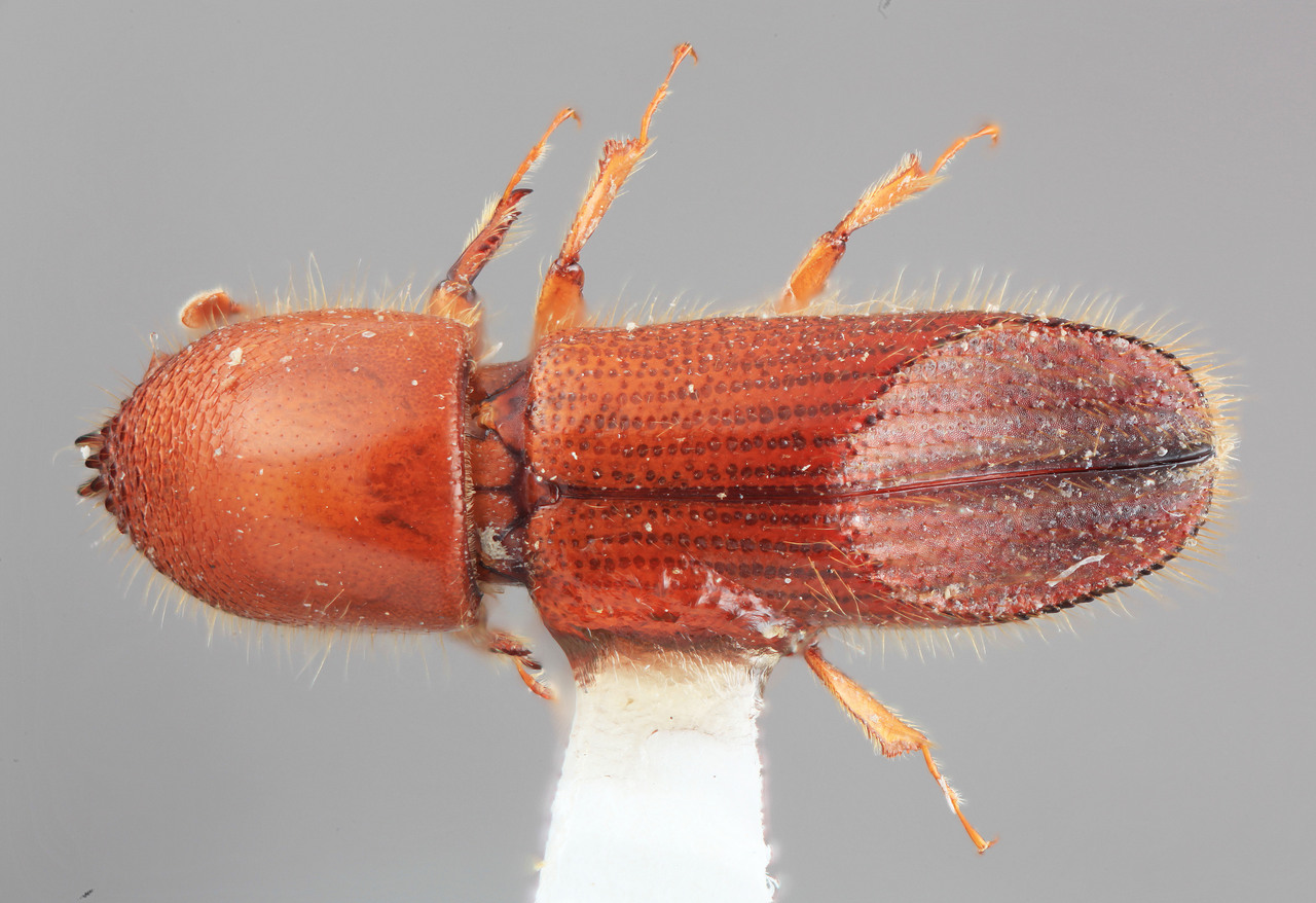 Genus / Species: Sampsonius expulsus | Image Author: SM Smith | Location: Colombia, Valle del Cauca, Colonia, 8 km S | Image Type: holotype | Collection: Entomology