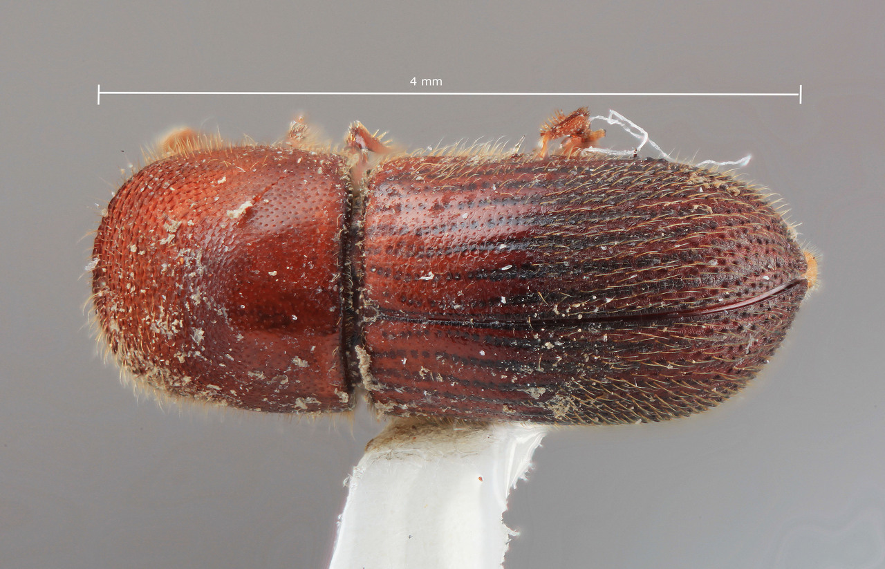 Genus / Species: Dryocoetoides indolatus | Image Author: SM Smith | Location: Venezuela, Bolivar, El Palmar, 30 km E | Image Type: holotype | Collection: Entomology