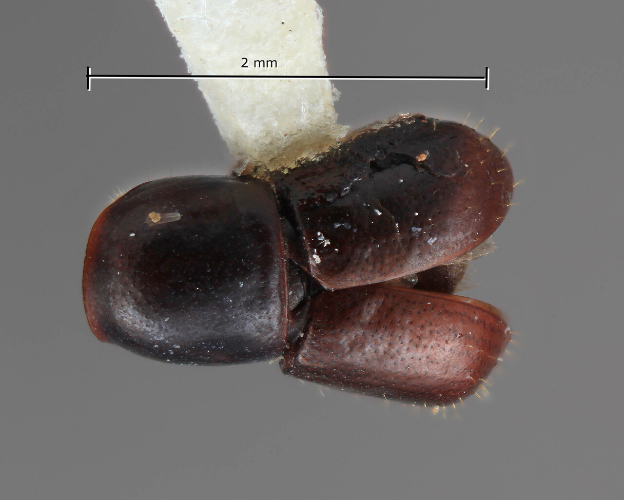 Genus / Species: Corthylus cecropicolens | Image Author: SM Smith | Location: Venezuela, Miranda, El Laurel Experimental Farm, 12 km SW Caracas | Image Type: holotype | Collection: Entomology