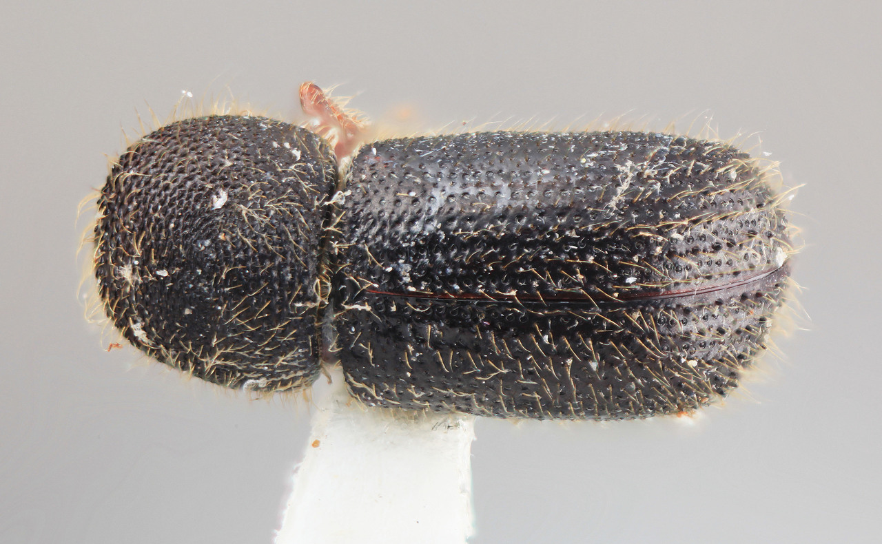 Genus / Species: Ambrosiodmus ocellatus | Image Author: SM Smith | Location: Colombia, Antioquía, Piedras Blancas, 10 km E Medellin | Image Type: holotype | Collection: Entomology