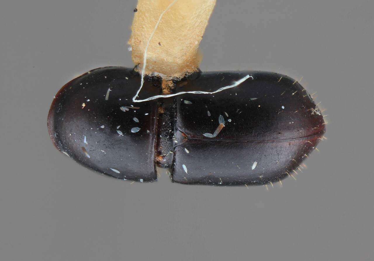 Genus / Species: Corthylus cecropii | Image Author: SM Smith | Location: Costa Rica, Cartago, Tapanti | Image Type: holotype | Collection: Entomology