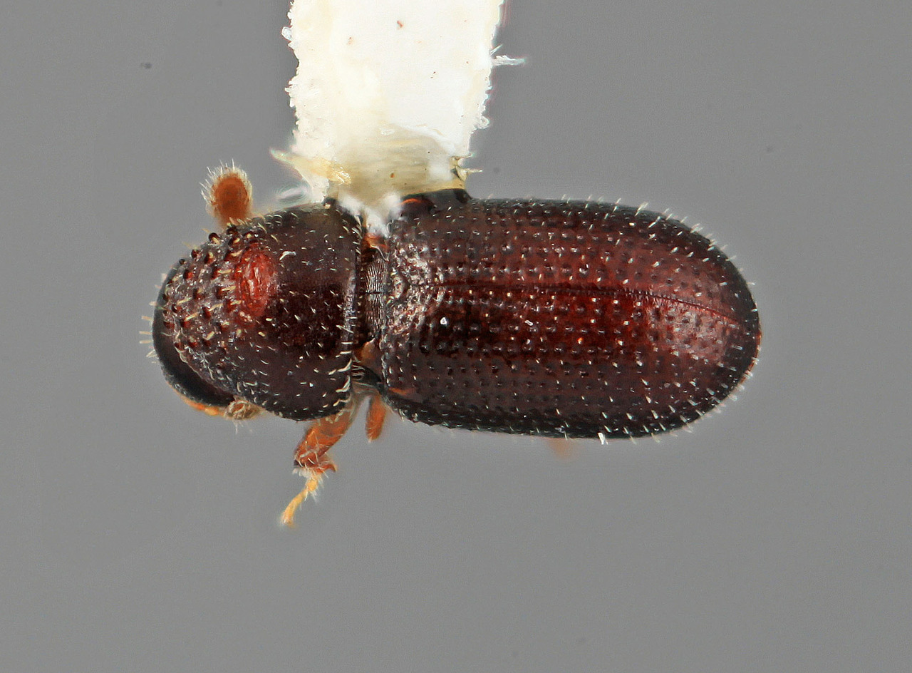 Genus / Species: Pseudothysanoes plumalis | Image Author: SM Smith | Location: México, Oaxaca, Huajuapan, 18 km N | Image Type: holotype | Collection: Entomology
