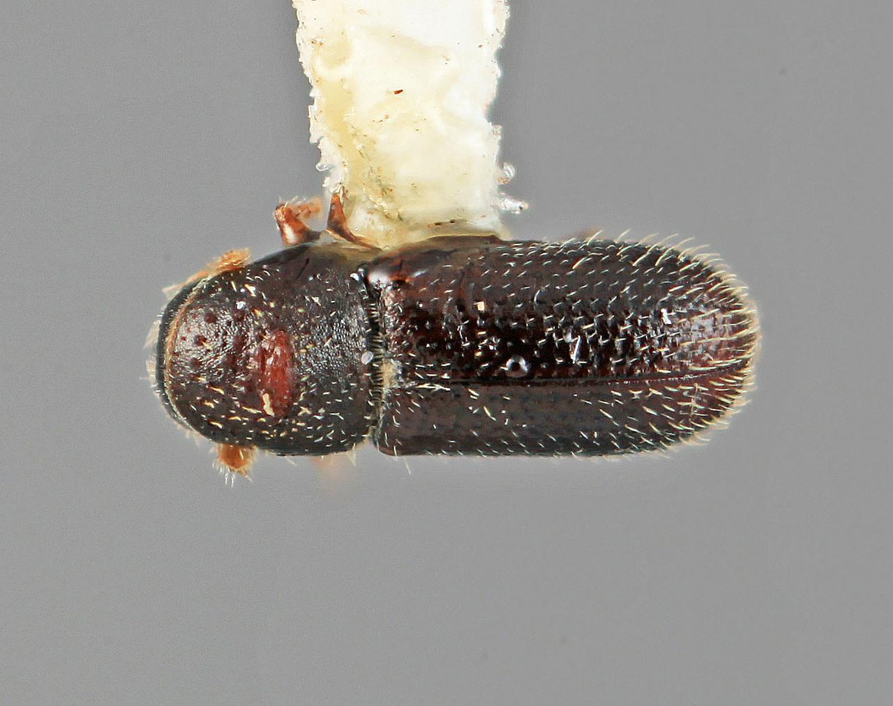 Genus / Species: Pseudothysanoes cuspidis | Image Author: SM Smith | Location: México, Puebla, Teziutlan, 6 mi (10 km) NE | Image Type: holotype | Collection: Entomology