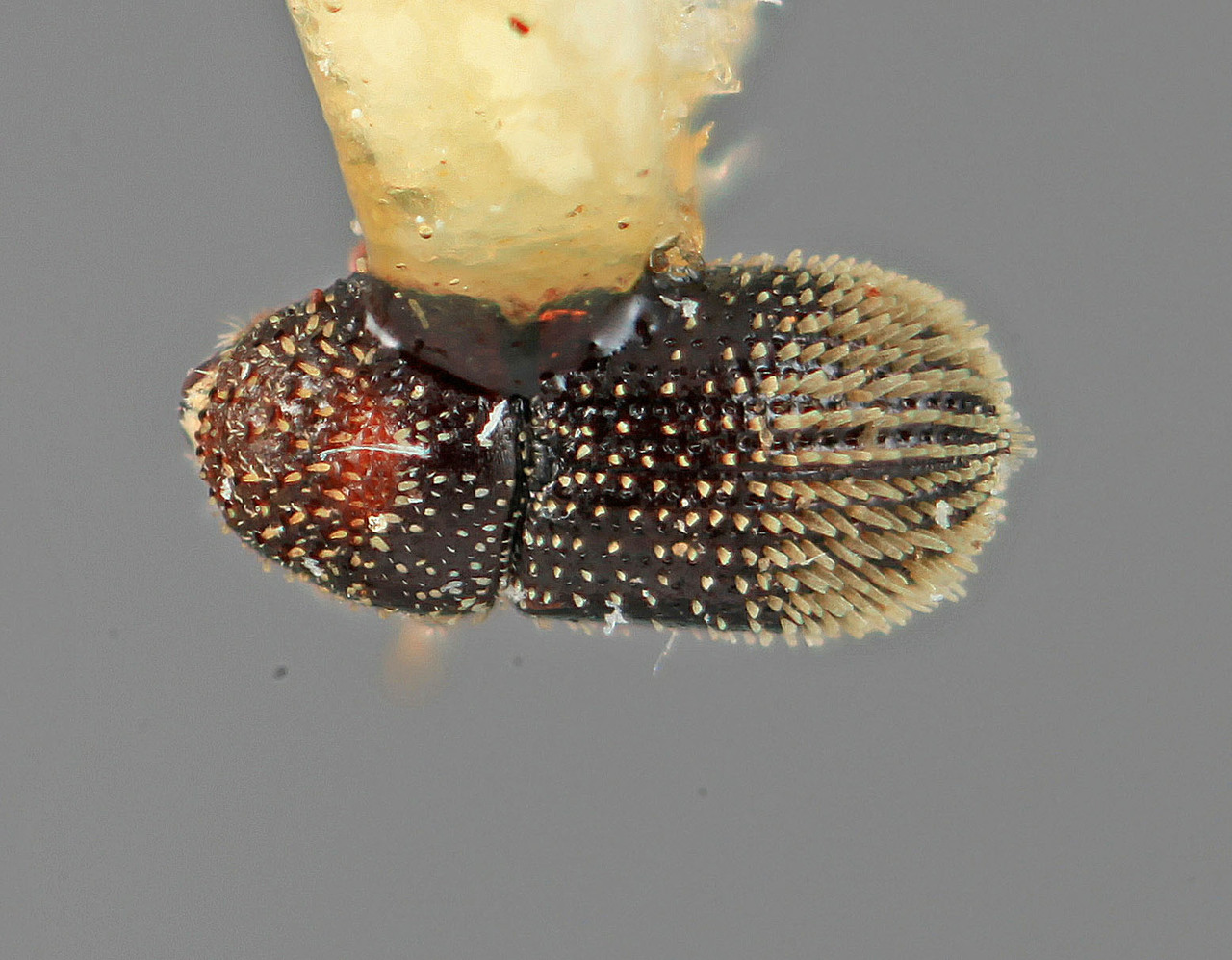 Genus / Species: Pseudothysanoes viscicolens | Image Author: SM Smith | Location: Honduras, Francisco Morazán, El Zamorano | Image Type: holotype | Collection: Entomology