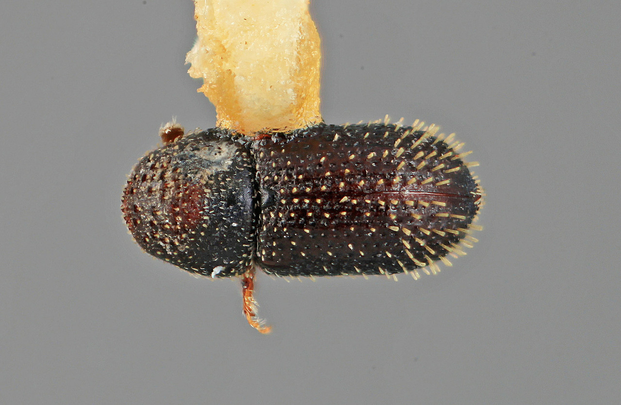 Genus / Species: Pseudothysanoes funebris | Image Author: SM Smith | Location: México, Durango, Durango, 27 km W  | Image Type: holotype | Collection: Entomology