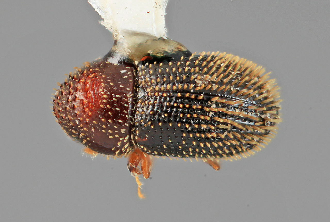 Genus / Species: Pseudothysanoes amassius | Image Author: SM Smith | Location: México, Oaxaca, Matias Romero, 12 mi (20 km) S  | Image Type: holotype | Collection: Entomology