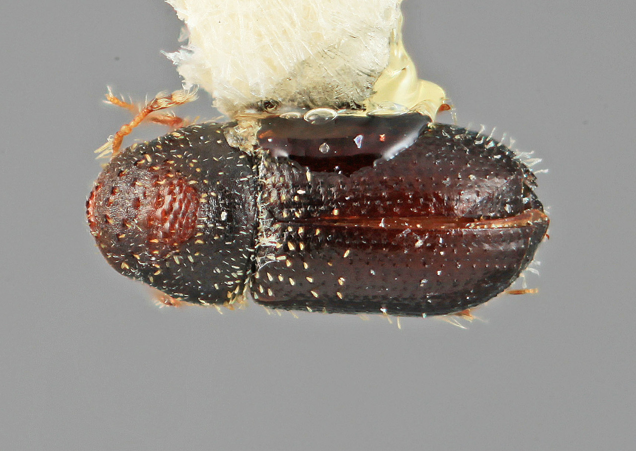 Genus / Species: Pseudothysanoes fimbriatus | Image Author: SM Smith | Location: México, Puebla, Zacapoaxtla | Image Type: holotype | Collection: Entomology