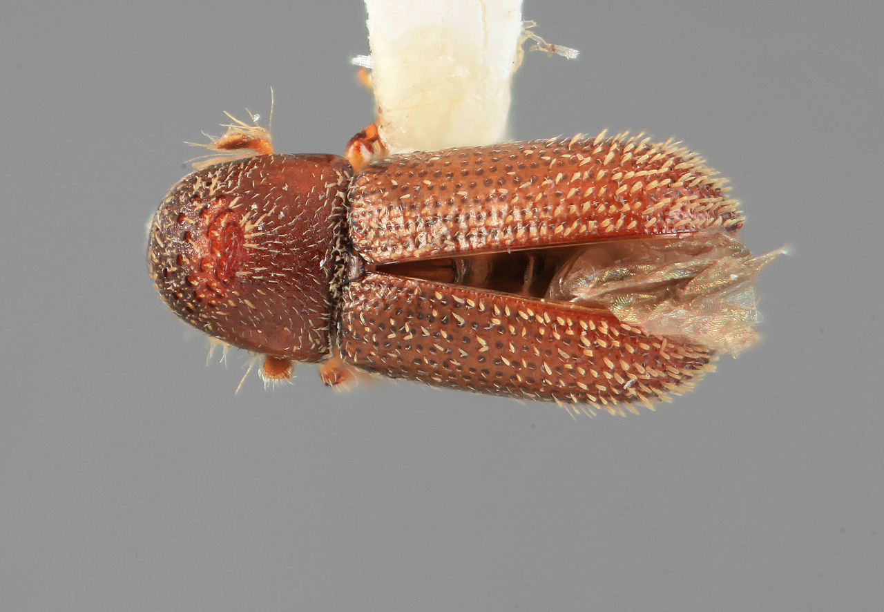 Genus / Species: Pseudothysanoes graniticus | Image Author: SM Smith | Location: México, Oaxaca, Nochixtlan, 43 km SE | Image Type: holotype | Collection: Entomology