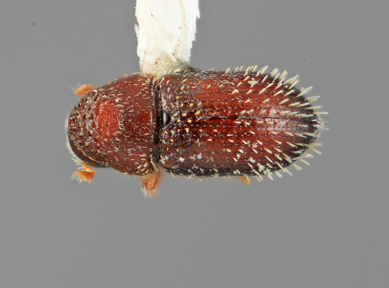 Genus / Species: Pseudothysanoes peniculus | Image Author: SM Smith | Location: México, Puebla, Texmelucán, 13 km W | Image Type: holotype | Collection: Entomology