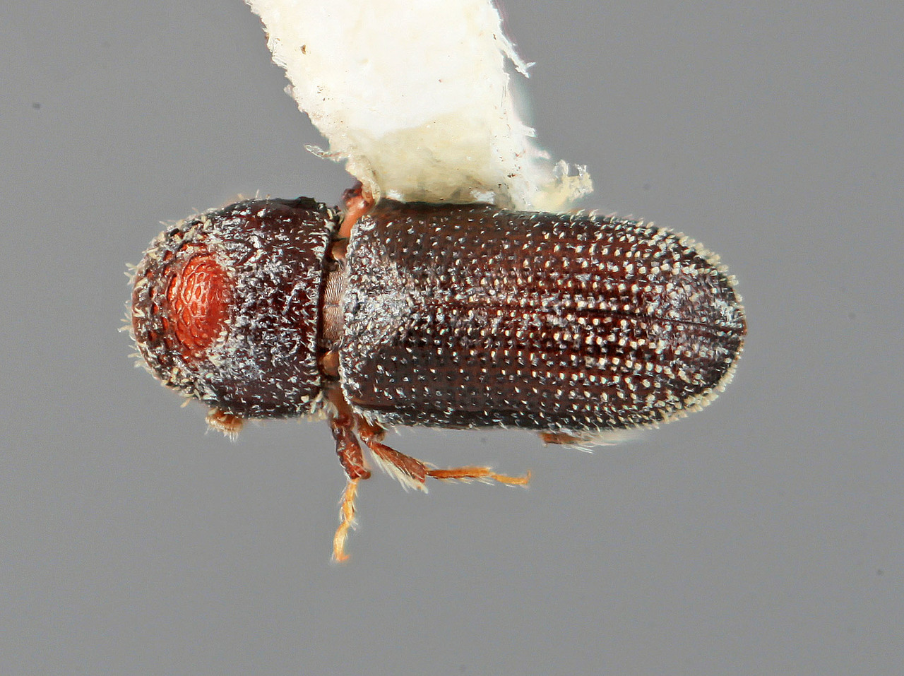 Genus / Species: Pseudothysanoes verticillus | Image Author: SM Smith | Location: México, Hidalgo, Ixmiquilpan, 27 km N  | Image Type: holotype | Collection: Entomology