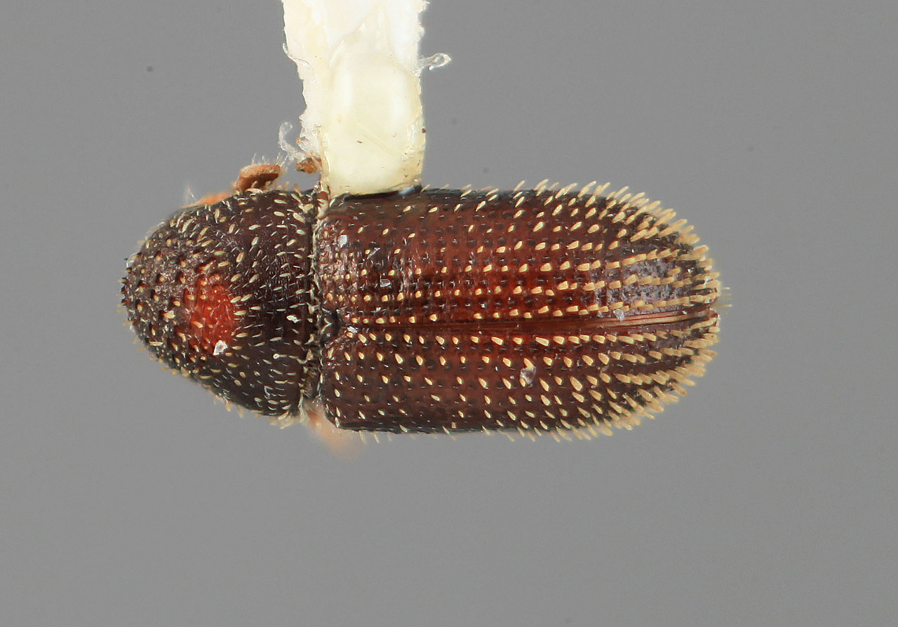 Genus / Species: Pseudothysanoes verdicus | Image Author: SM Smith | Location: México, Tlaxcala, Tlaxco, 4 mi N | Image Type: holotype | Collection: Entomology
