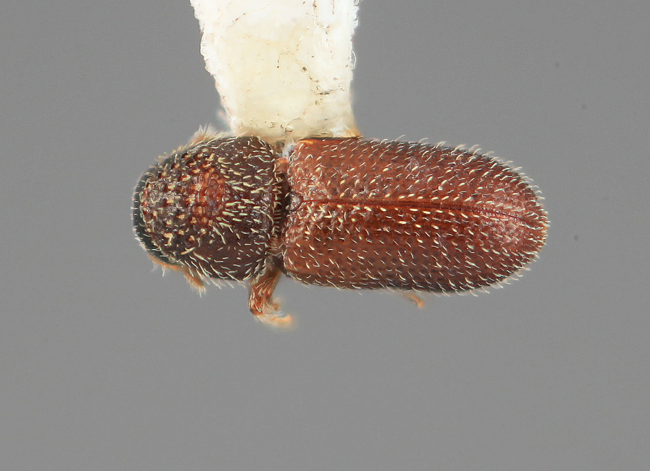 Genus / Species: Pseudothysanoes arbuti | Image Author: SM Smith | Location: México, Puebla, Texmelucán, 13 km W | Image Type: holotype | Collection: Entomology