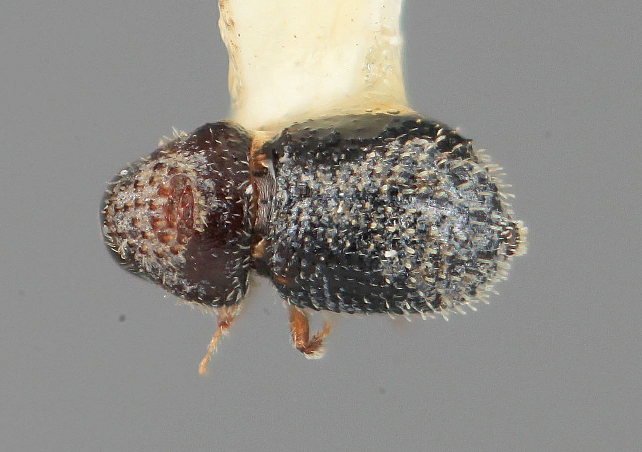 Genus / Species: Pseudothysanoes crassinus | Image Author: SM Smith | Location: México, Oaxaca, Tehuantepec, 15 mi (24 km) W | Image Type: holotype | Collection: Entomology