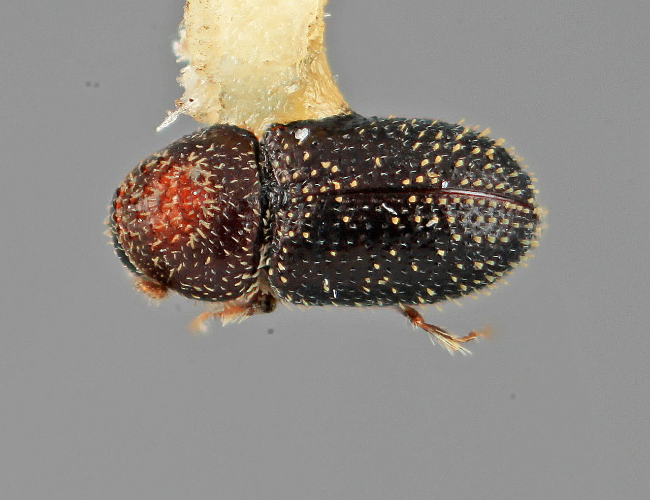 Genus / Species: Pseudothysanoes coracinus | Image Author: SM Smith | Location: México, Jalisco, Juchitlán, 21 mi (33 km) N | Image Type: holotype | Collection: Entomology