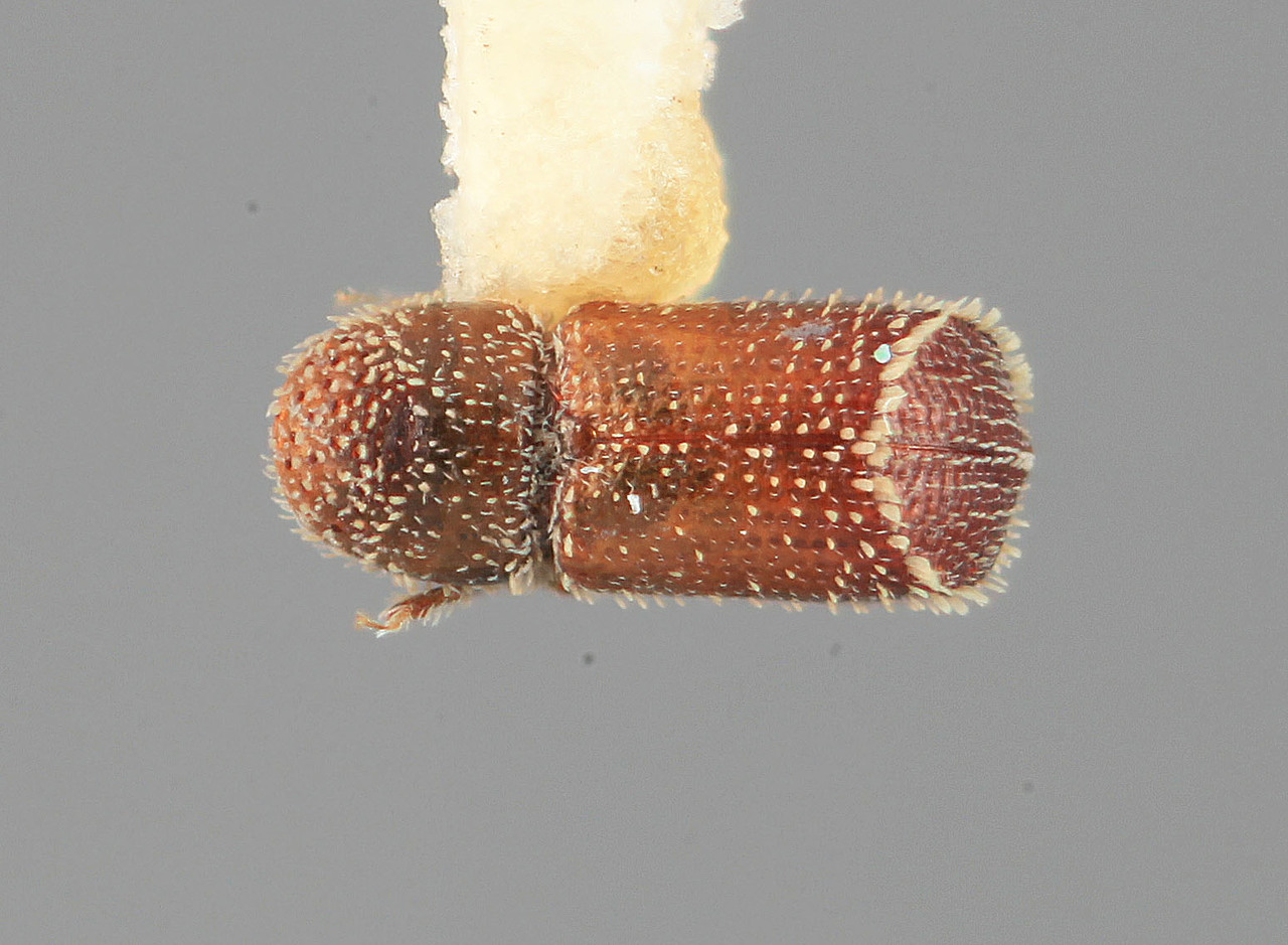 Genus / Species: Pseudothysanoes vesculus | Image Author: SM Smith | Location: México, Colima, Armeria, 2 mi (3 km)  W | Image Type: holotype | Collection: Entomology