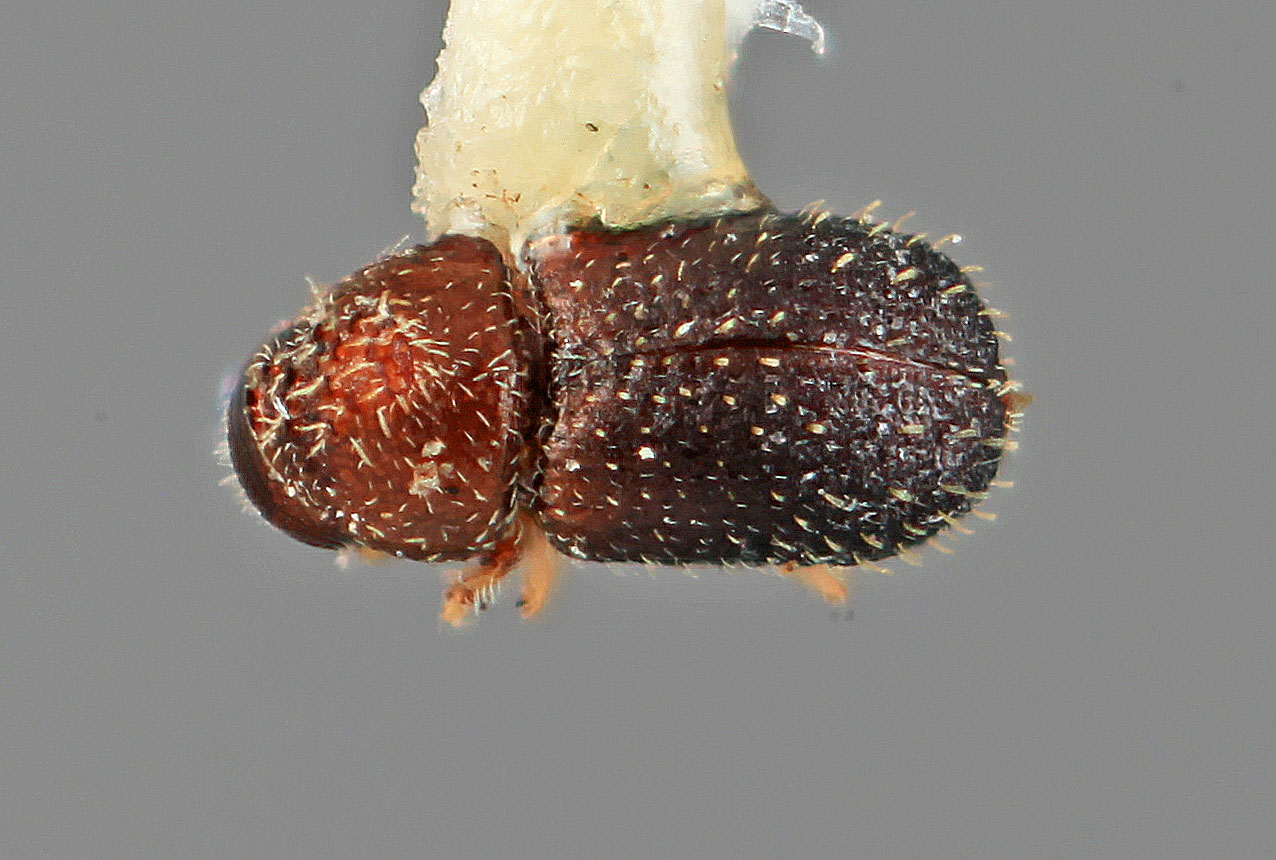 Genus / Species: Pseudothysanoes frondicolens | Image Author: SM Smith | Location: United States, Arizona, Chiricahua Mtns. | Image Type: holotype | Collection: Entomology