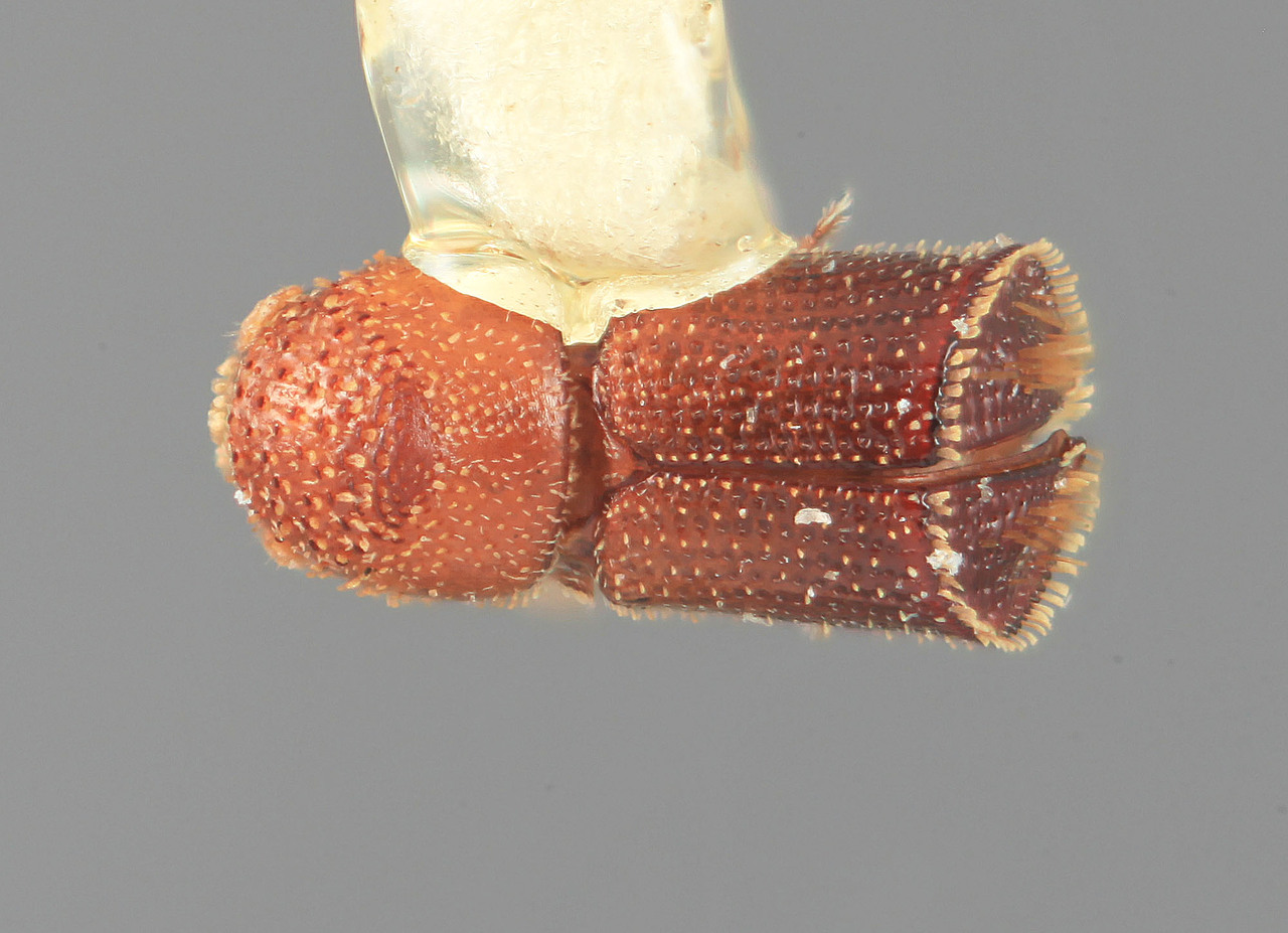 Genus / Species: Pseudothysanoes truncatus | Image Author: SM Smith | Location: México, Jalisco, Chamela | Image Type: holotype | Collection: Entomology