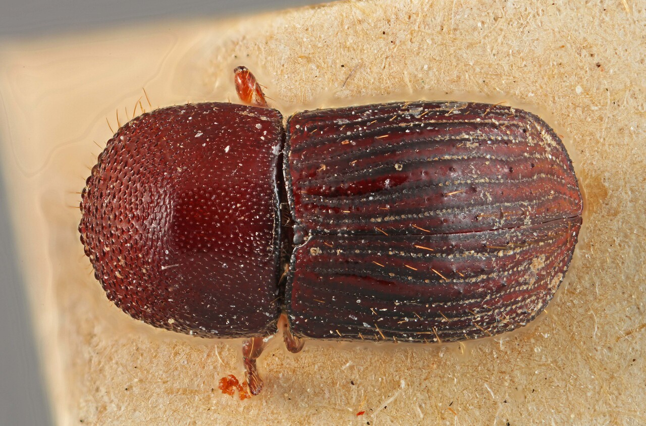Genus / Species: Xyleborus spathipennis | Image Author: SM Smith | Location: Ecuador, unknown, Cachabi | Image Type: lectotype | Collection: Entomology