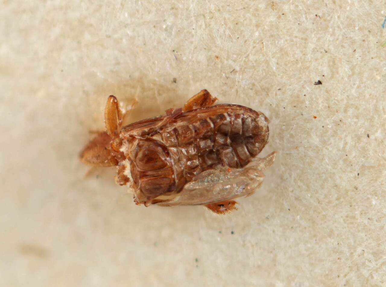 Genus / Species: Xyleborinus artestriatus | Image Author: SM Smith | Location: Myanmar, Tenasserim | Image Type: holotype | Collection: Entomology