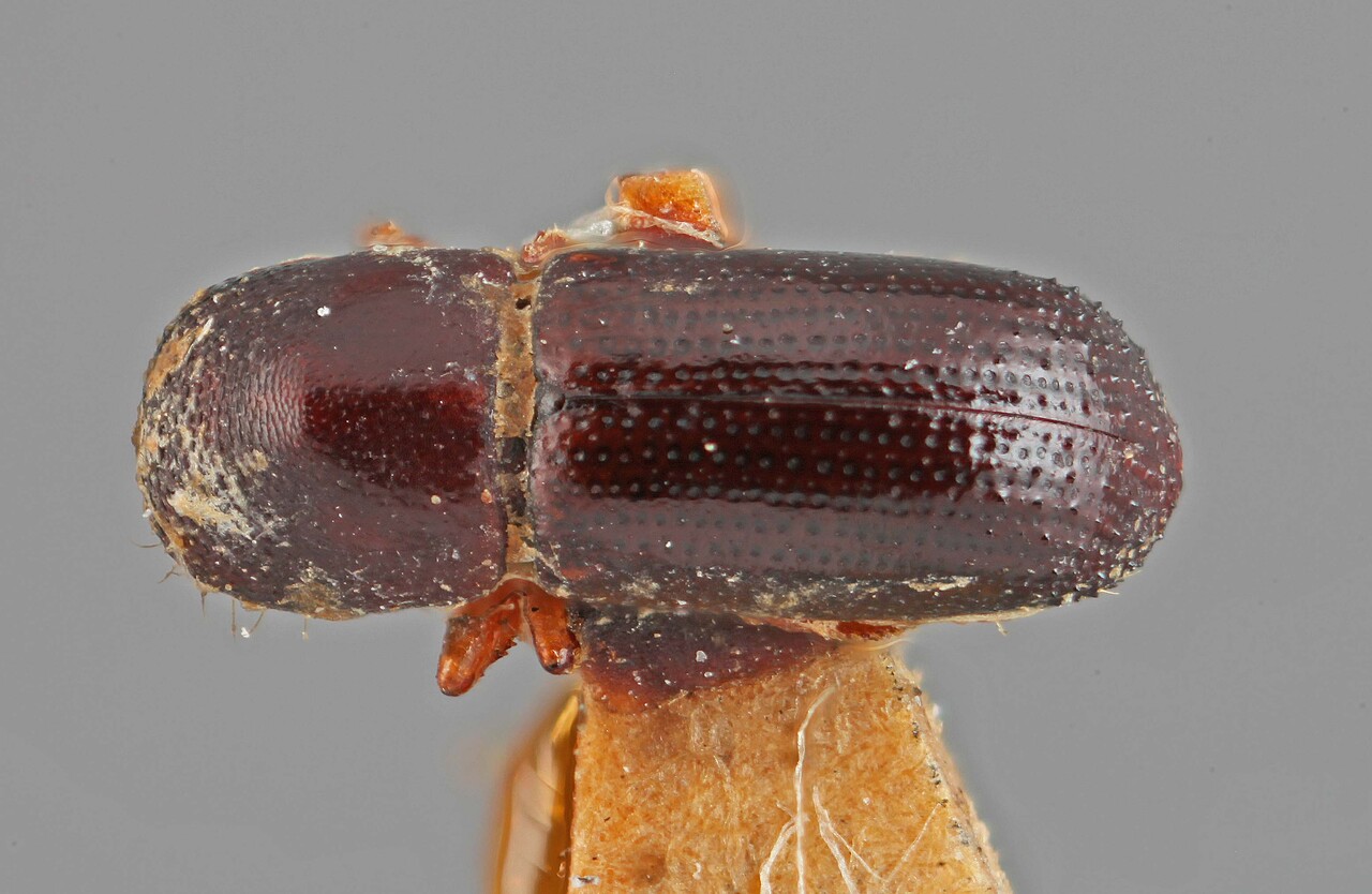Genus / Species: Xyleborus rufipes | Image Author: SM Smith | Location: Colombia, unknown, Colombia (country / region) | Image Type: holotype | Collection: Entomology